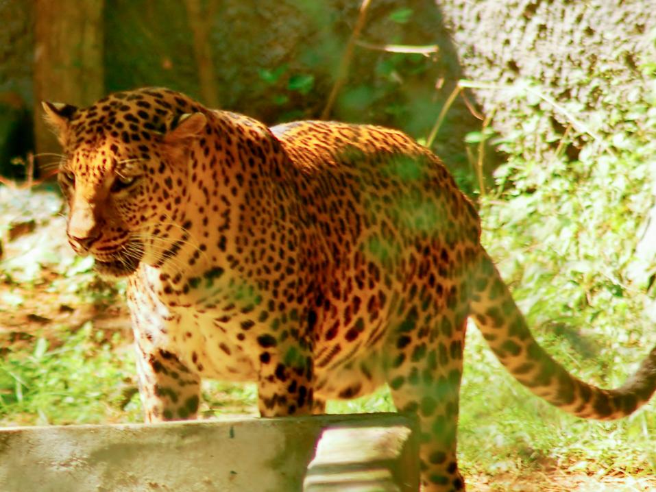 Kuvan leopardi ei liity tapahtuneeseen. Kuva Rabhuthangamani27, Wikimedia Commons.