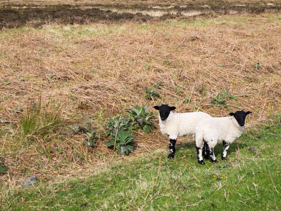 'Bää', sanovat nämä skotlantilaiset virkaveljet Dove Christian Centerin lammasfiaskon muistelijoille.