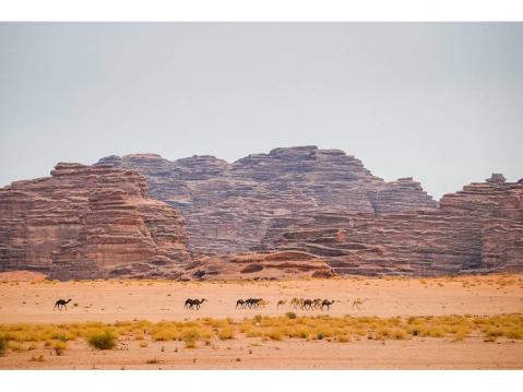Kuvituskuva, Dakar-rallin 10. kisapäivä; kameleita, kallioita ja aavikkoa. Kuva Antonin Vincent DPPI.