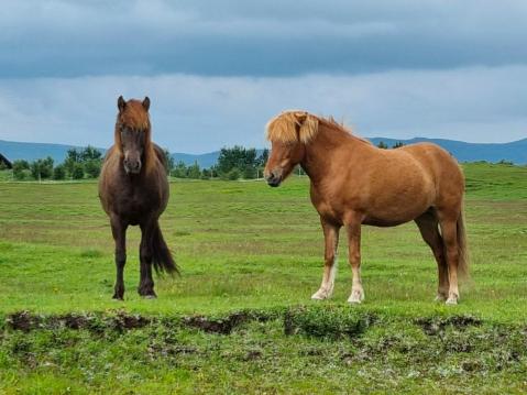 Islanninhevosia vaiko islantilaisia hevosia?