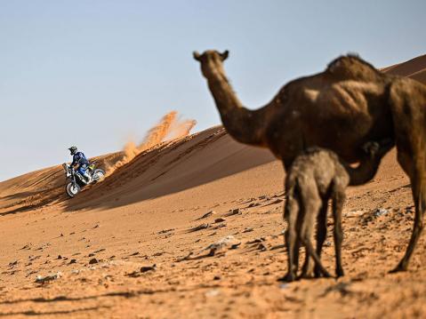 Yamahan Andrew Short - ja kamelit. Kuva Gigi Soldano, DPPI.