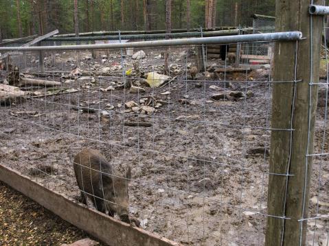 Torassiepissä on myös villisikoja.