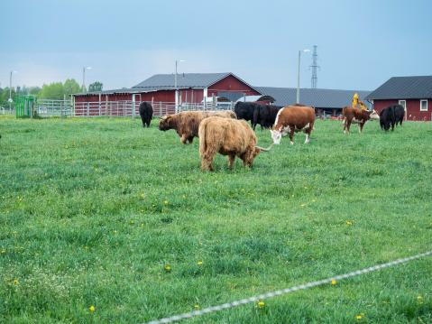 Paikallista karjaa juhla ei kiinnostanut.