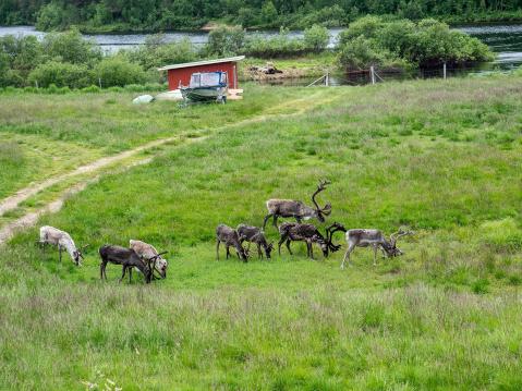 Poroja aterioimassa. Takana Ivalojoki.