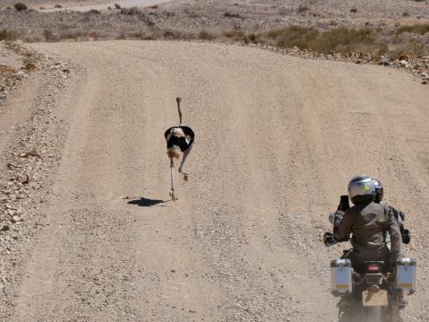 Strutsin kanssa kilpaa Namibiassa.