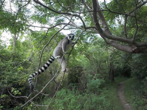 Kissamaki Anja-reservaatissa eteläisessä Madagaskarissa.