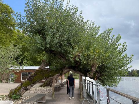 Osa rantabulevardista oli laudoitettu...