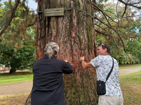Mammuttipetäjän rungon pehmeyttä ovat, jäljistä päätellen, kokeilleet muutkin.