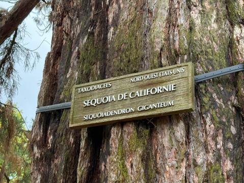 Jokaissa puussa on nimilaatta.