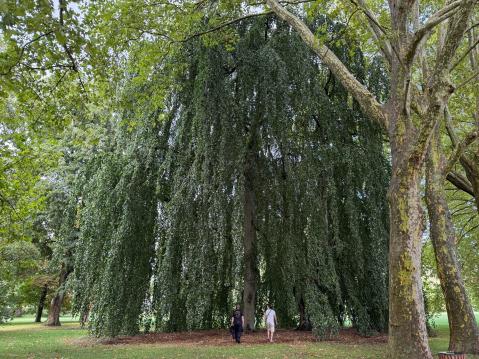 Puiston vanhimmat puut ovat 1800-luvulta ja todella kookkaita.