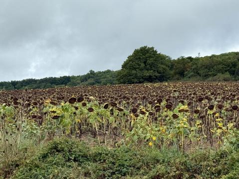 Mennessä ja palatessa auringonkukkapeltoja oli reitin varrella paljon.