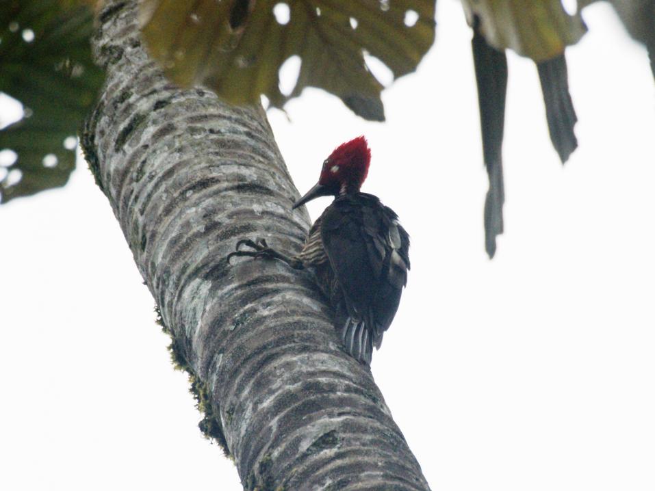 Ecuadorintulikärki. Kuva Ben Tavener Wikimedia Commons.