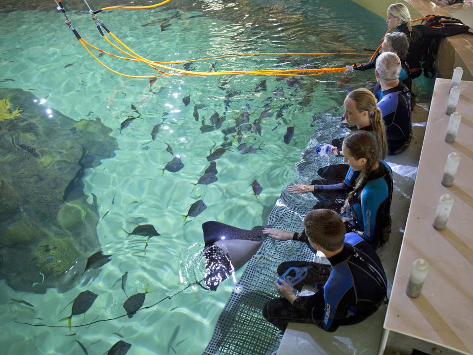 Participants prepare to immerse in a 200,000-gallon aquarium tank to hover over a mock coral reef structure and interact with and feed tropical fish, stingrays and other reef-dwelling marine species. The flagship experience at Florida Keys Aquarium Encounters,  Marathon's newest attraction that opened July 1, 2014, utilizes tethered diving technology so individuals without any prior scuba experience can enjoy the in-water opportunity with supervision from trained professional dive instructors.  Stingrays are de-barbed for safety. (Bob Care/Florida Keys News Bureau)