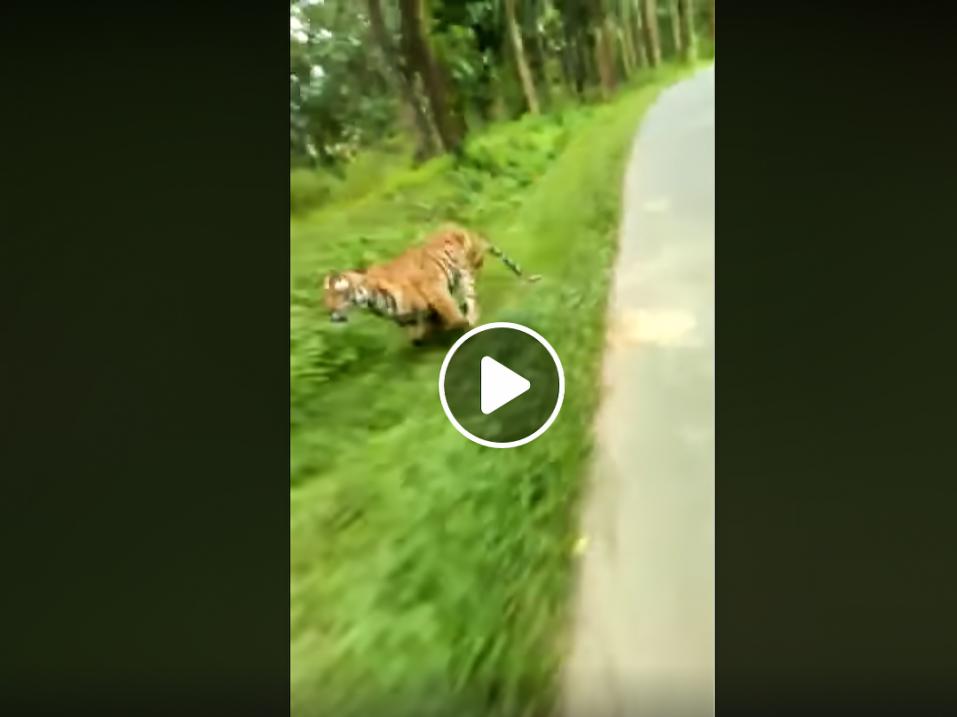 Tiikeri takaa-ajamassa moottoripyörää Intiassa. Videokaappaus.