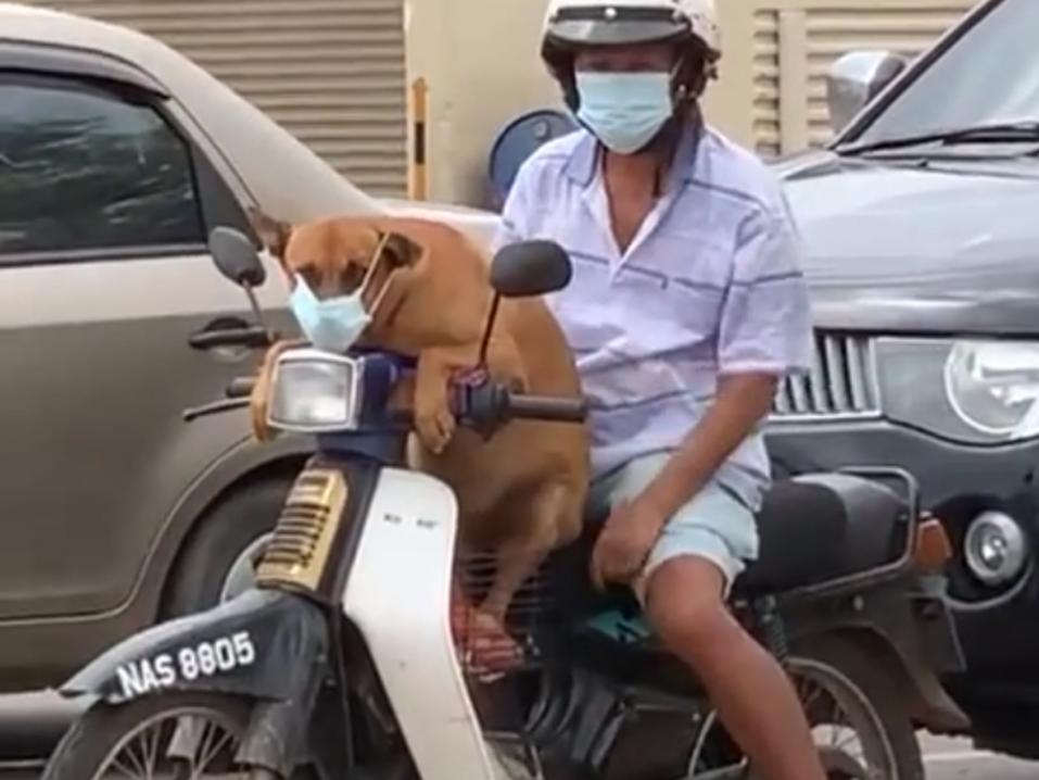 Valitettavasti nimettömäksi jäävä koira Malesiassa kasvomaskeineen odottamassa isäntänsä kanssa liikennevalojen vaihtumista.