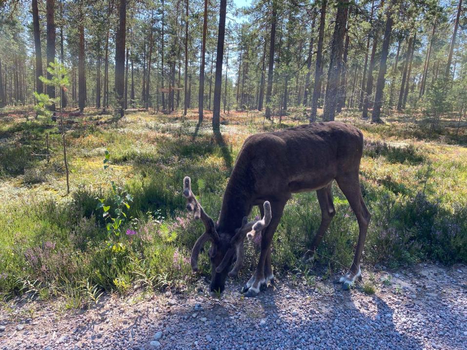 Kuvituskuva, metsäpeura. Kuva: Motouutiset.fi / Erkki Mäki.