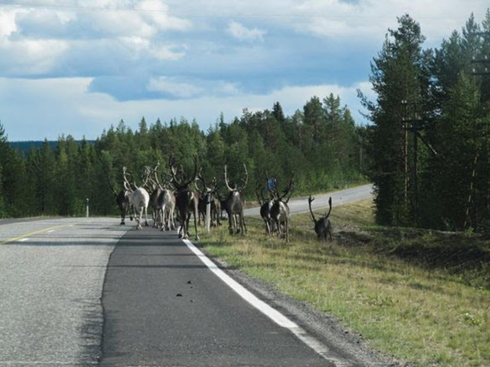 Liikennevahinkoarviomiehen tehtävänä on mm. huolehtia loukkaantuneen poron jäljittämisestä ja vahingonkorvausilmoituksen tekemisestä. Porokolari-palvelun avulla tieto kolarista tulee reaaliaikaisesti arviomiehen matkapuhelimeen suoraan hätäkeskukselta. Kuva: Hannu Kanerva, Mostphotos.