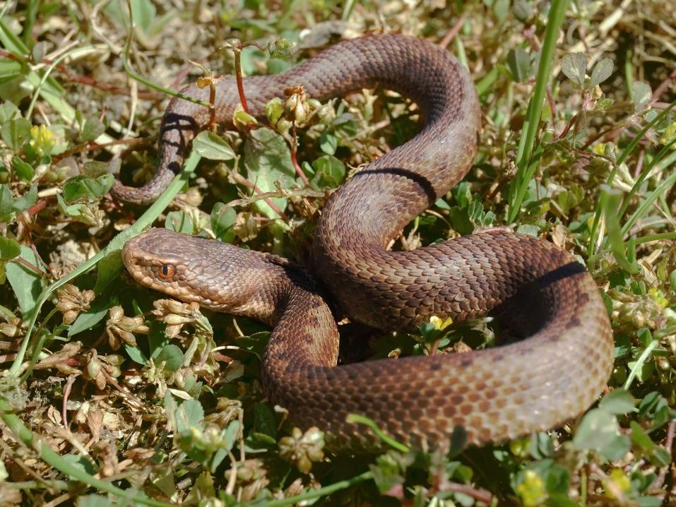 Vipera seoanei eli Seoanenkyy. Kuvassa näkyvä yksilö on joka tapauksessa syytön tapahtuneeseen. Kuva: Keta, Wikimedia Commons.