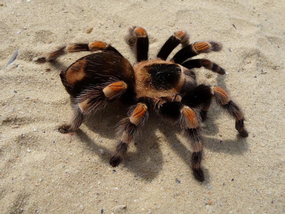 Meksikonpunapolvitarantulanaaras, Brachypelma smithi. Kuva George Chernilevsky / Wikimedia Commons. Kuvassa esiintyvä tarantula on syytön tapahtuneeseen.