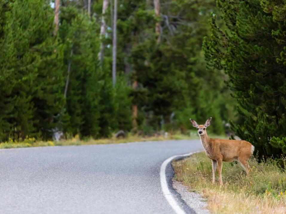 Metsäkauris.