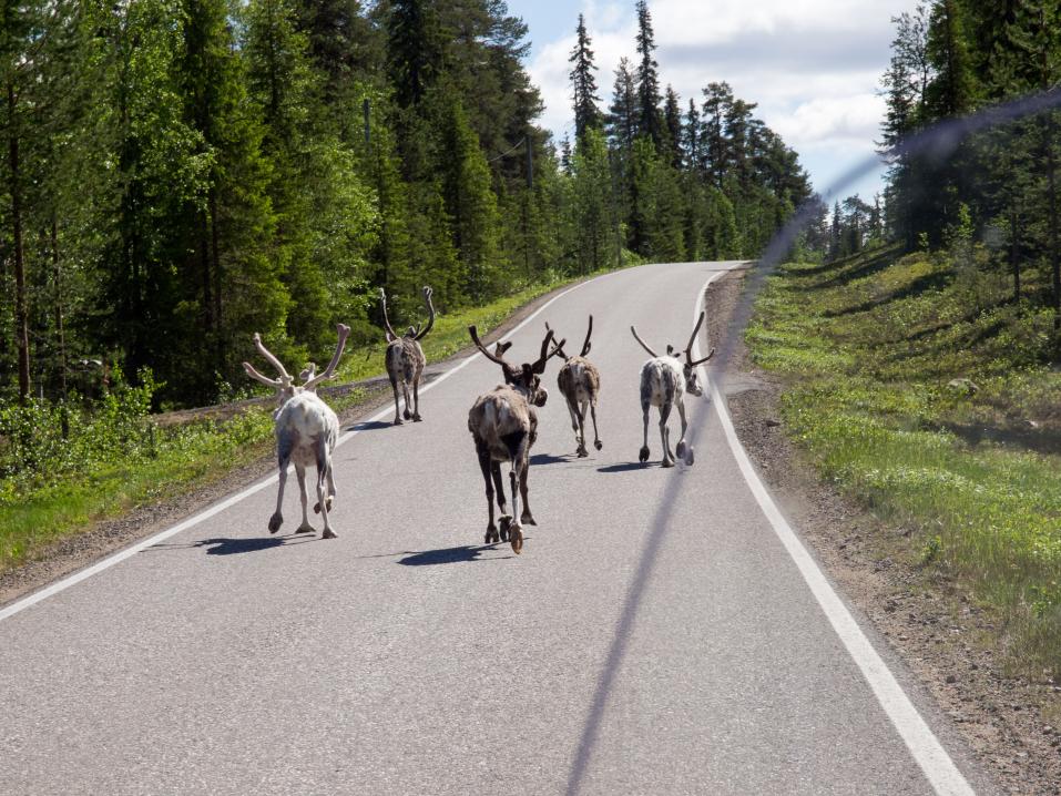 Räkkäaikana porot ovat todellinen riski Lapin teillä - varsinkin motoristeille.