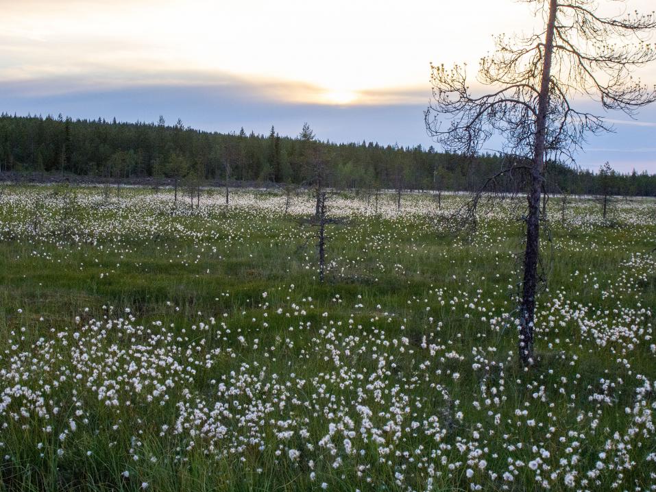 Kainuulainen suo, tupasvilloja, kesä, ja miltei keskiyön aurinko.