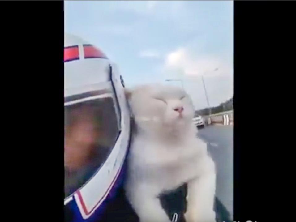 Kuski, kissa ja moottoripyörä.