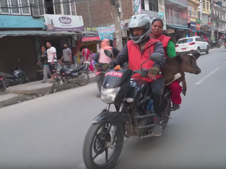 Nepalilainen R.B. Nepaune on omistanut elämänsä kaduille hylättyjen lehmien pelastamiselle.
