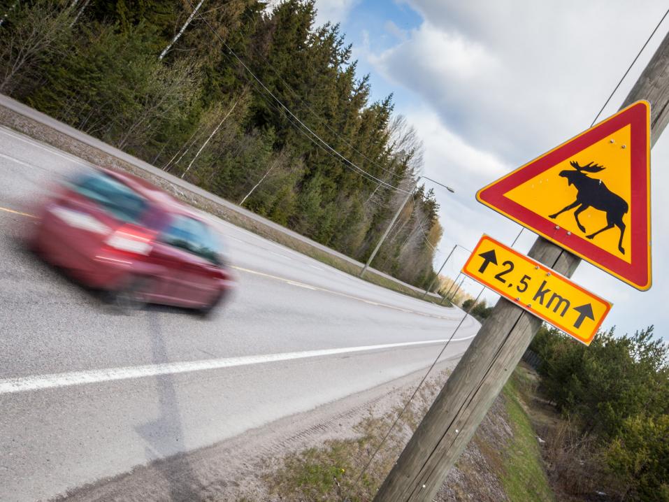 <p>Ajonopeuden hidastaminen hirvivaara-alueella on paras tapa välttää hirvikolari. Kuva: Ville-Veikko Heinonen/Liikenneturva.</p>