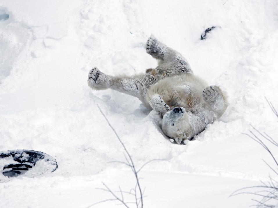 Jääkarhu-uros Nord näytti nauttivan lumesta Ranualla.