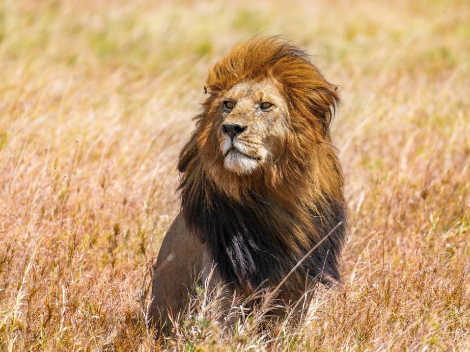 Kuvan villi leijona on Serengetin kansallispuistosta, eikä liity tapahtuneeseen. Kuva: Giles Laurent, Wikimedia Commons.