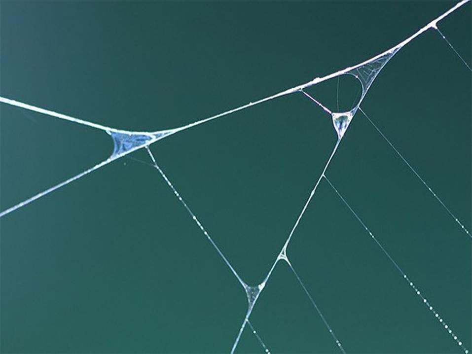 Hämähäkinseitti voisi olla ratkaisu suojaavampiin ja keveisiin mp-asuihin.