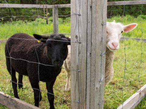 Musta ja valkea lammas uteliaina.