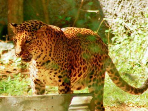 Kuvituskuva: Leopardi. Kuva Rabhuthangamani27, Wikimedia Commons.