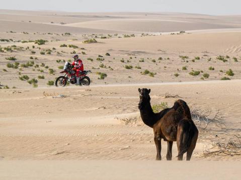 Kirsten Landman ja kameli. Kuva DPPI Media.
