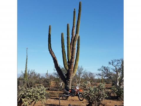 Isompi kaktus Meksikossa.