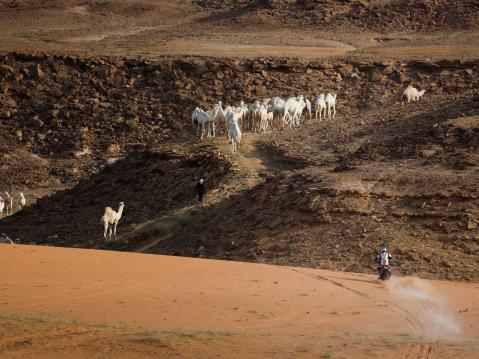Heron Ross Branch jatkaa sitkeästi kokonaiskisan kakkosena. Tässä mies kameleiden seurassa kahdeksannella etapilla 15. tammikuuta Al Duwadimi ja Hail'in välillä Saudi Arabiassa. Kuva Frederic Le Floc'h.