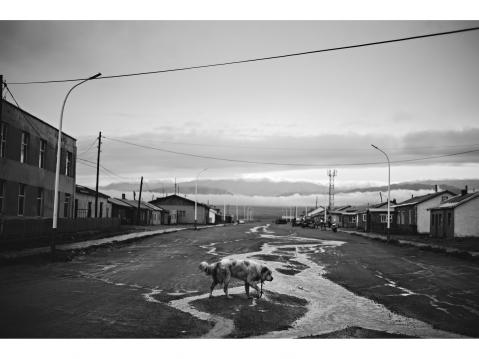 Darvi – MONGOLIA 31 August 2015. A dog crosses a road with water after a heavy rain.