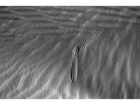 Sam Sand Dunes – INDIA 3 December 2015. The trace of a beetle is seen in one of the Sam Sand Dunes.